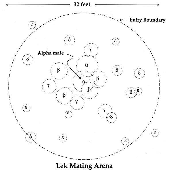 Lek mating arena, modeled on the sage grouse, in which each male, alpha-male (highest ranking), beta-male, gamma-male, etc., guards a territory of a few meters in size on average, and in which the dominant males may each attract up to eight or more females. Image: Wikimedia Foundation