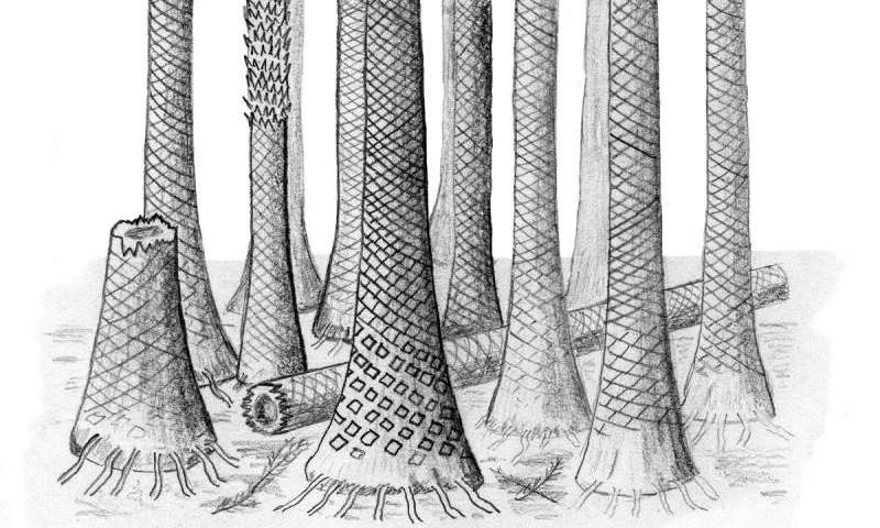 Reconstructed drawing of fossil forest in Svalbard. Image: Cardiff University.
