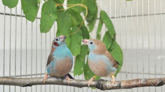 Cordon-bleu pair dancing on the same perch. The male usually performs these dances holding a nesting material in its beak. Image: Nao Ota