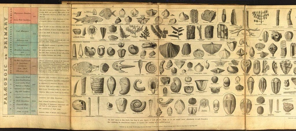 “Tabular View of Characteristic British Fossils, Stratigraphically Arranged” (1853) from “Science Circa 1859: On the Eve of Darwin's 'Origin of Species.