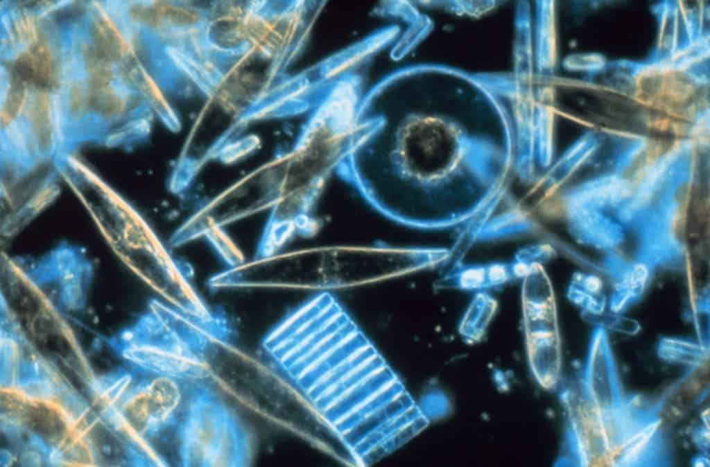 Diatom Algae. Image via Wikipedia.