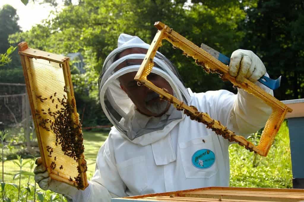 beekeeper-682943_1280
