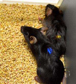 Implanted microLED devices light up, activating peripheral nerve cells in mice.
Image via phys