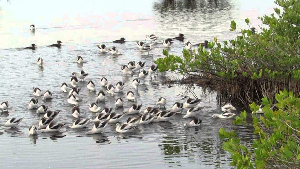 American Avocets feeding and vocalizing among Mangroves at the Merritt Island National Wildlife Refuge. The Cruickshanks played a key role in the establishment of Merritt Island National Wildlife Refuge. 