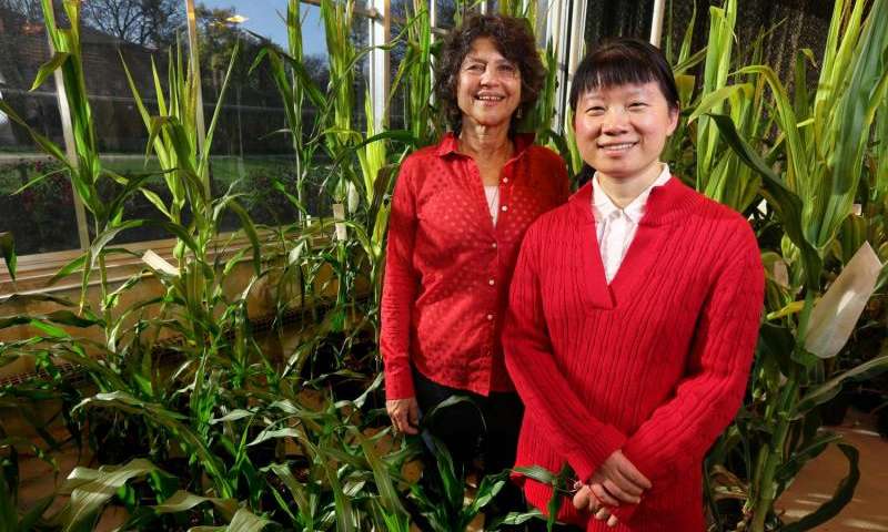 Eve Syrkin Wurtele, left, and Ling Li, right, have spent years studying the potential of a gene found only in a single plant species that governs protein content.
Image via phys