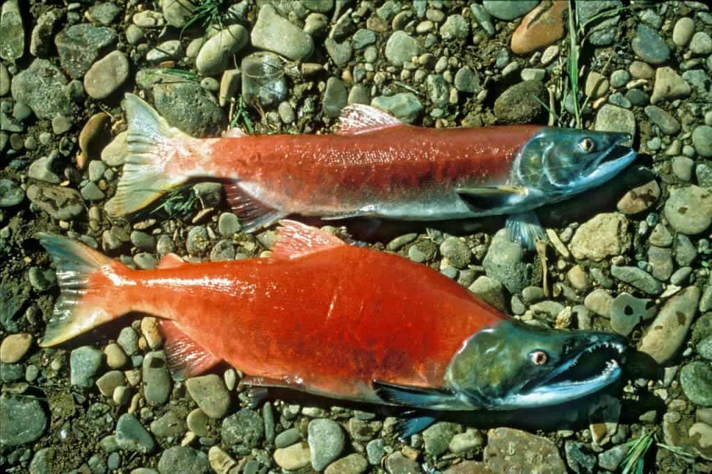 red-salmon-942977_1280