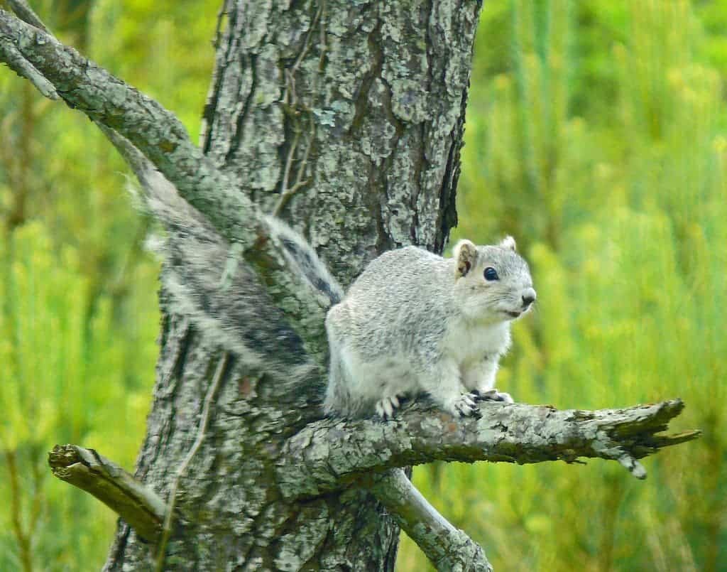 A rare success story: squirrel moves off the endangered list
