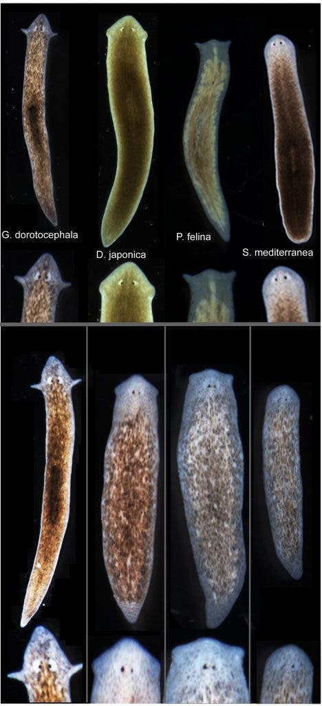 Tufts biologists induced one species of flatworm -- G. dorotocephala, top left -- to grow heads and brains characteristic of other species of flatworm, top row, without altering genomic sequence. Examples of the outcomes can be seen in the bottom row of the image.