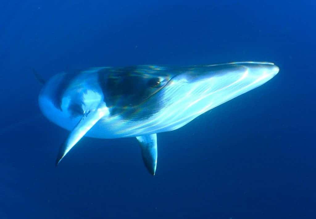 Minke Whales
Image via flikr