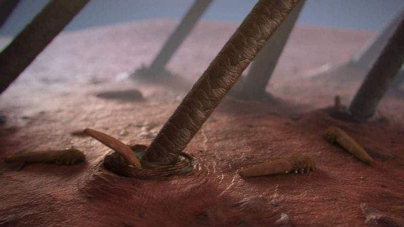 These mites like to live the mites that live in human hair follicles. Veterinaria24horas