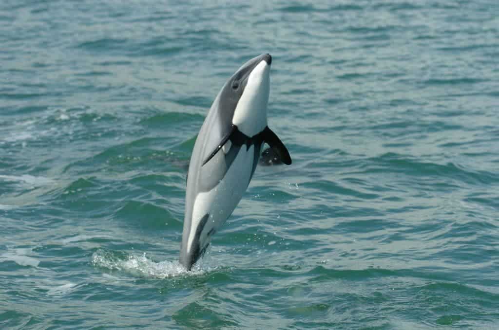 Maui's dolphin or popoto is the world's rarest and smallest known subspecies of dolphin.