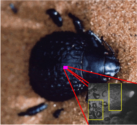 Bumps attract water, flat areas repel water. Source: Dew condensation on desert beetle skin, Springer.