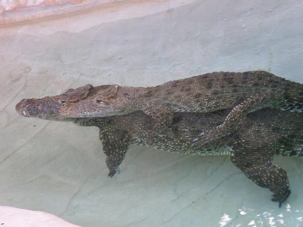 crocodile in aquarium