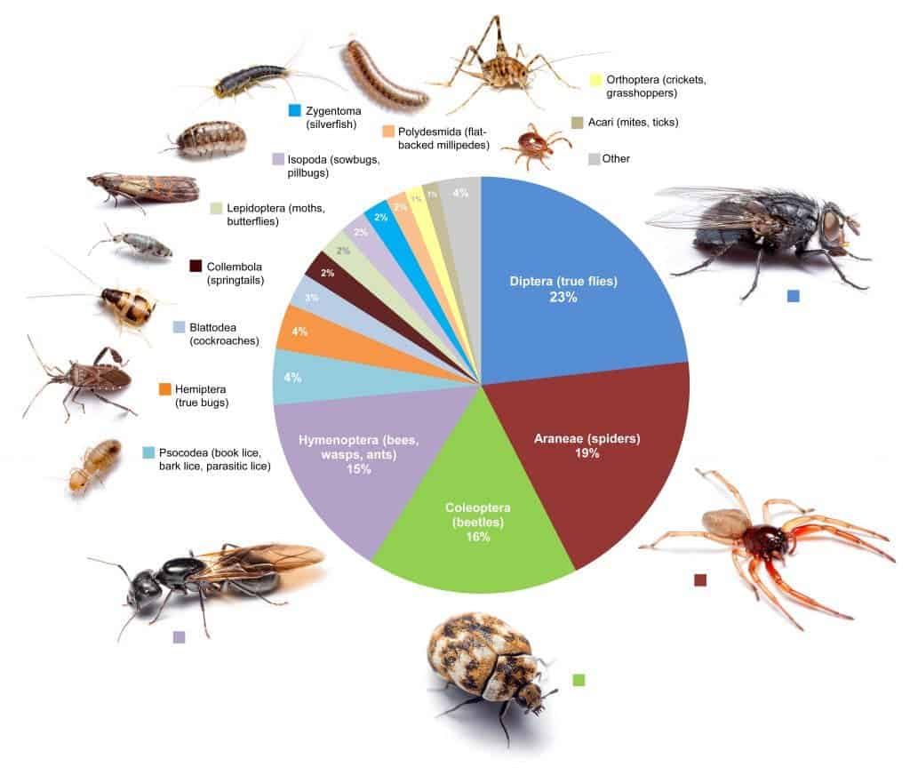 This graphic shows the proportional diversity of arthropod types across all of the rooms surveyed. Image credit: Bertone, et al.
