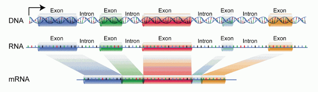  Organization of the gene into introns and exons. Splicing of the gene after transcription removes the intron sequences producing the mature mRNA. 