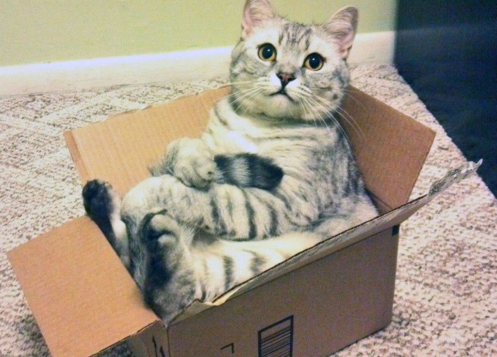 A reddit user's cat has taken box sitting to a whole new level. Credit: Rissaka