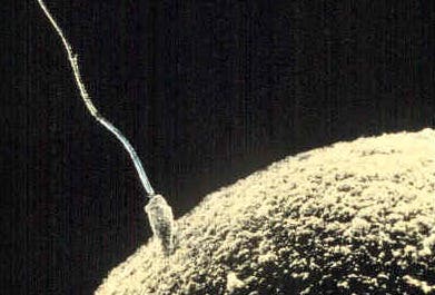 Upon fertilization of the egg cell, the sperm introduces small RNA molecules which influence genetic programming of the developing embryo.