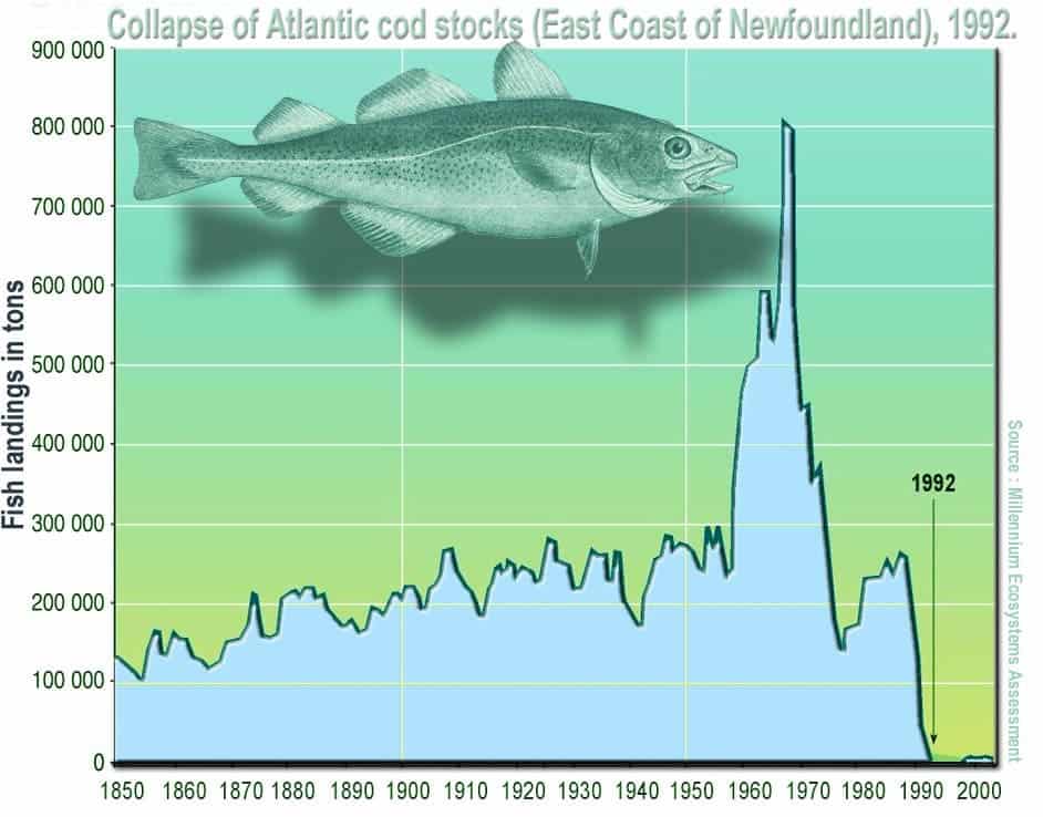 The collapse of the Newfoundland stocks is a good example of what could happen at a much larger scale.