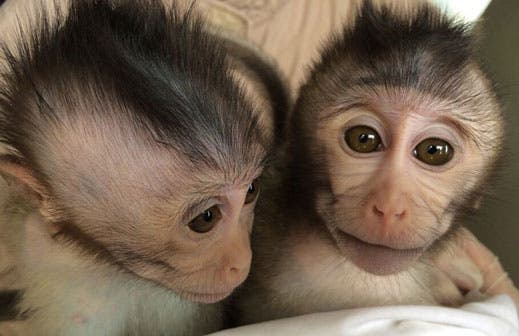 Macaque monkeys with human DNA display an autism-like disorder.
Image via MIT.