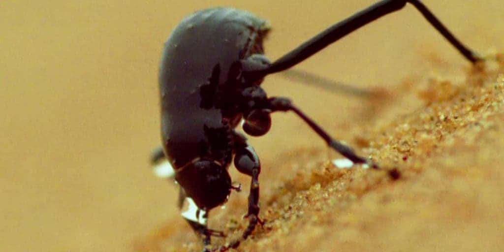 The Namib Desert beetles harvest water droplets from the air. Image: Wired