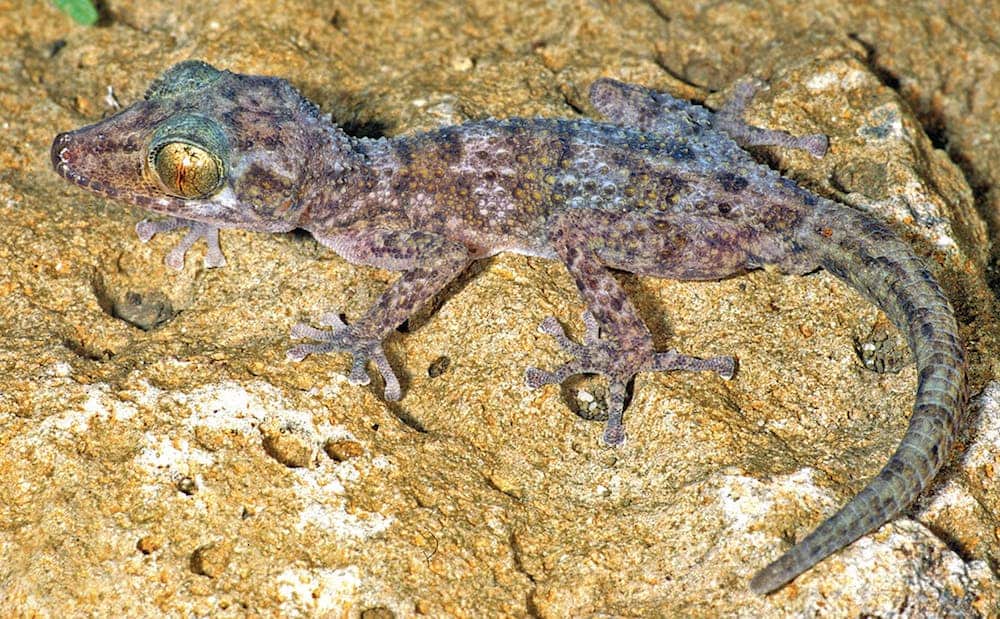 An adult male of a nocturnal gecko species discovered in 2014. Image credits: Frank Glaw.
