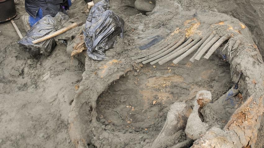 Sergey Gorbunov excavates the mammoth carcass in frozen sediments in northern Siberia.
Pitulko et al., Science