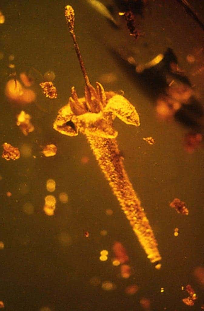  The new fossil flower Strychnos electri in its original Dominican amber piece of mid-Tertiary age. The whole flower is less than 20 mm long and is the first finding of an asterid flower in amber from the New World. Credit: George Poinar