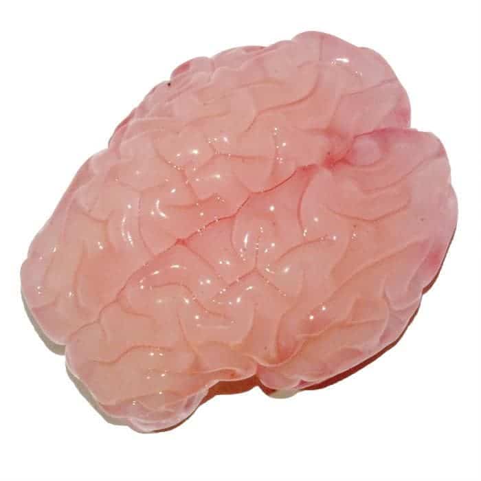 This is a gel model of a fetal brain after being immersed in liquid solvent.This is a gel model of a fetal brain after being immersed in liquid solvent. Mahadevan Lab/Harvard SEAS