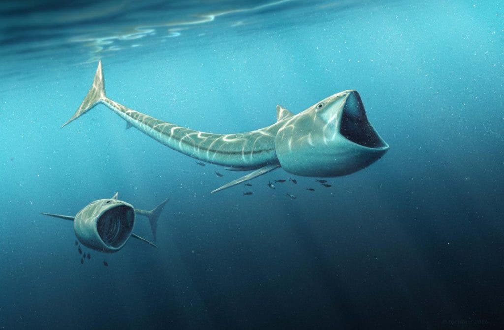 Large-mouth fish roamed the Cretaceous Seas