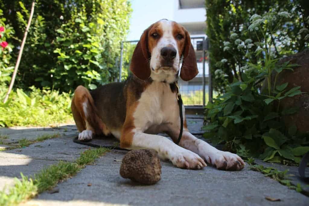 Miro is a trained truffle dog that belongs to Simon Egli, a co-author of the Biogeosciences paper based at Swiss Federal Research Institute WSL. He's pictured here with a Burgundy truffle he found in Switzerland.
CREDIT
Simon Egli, WSL