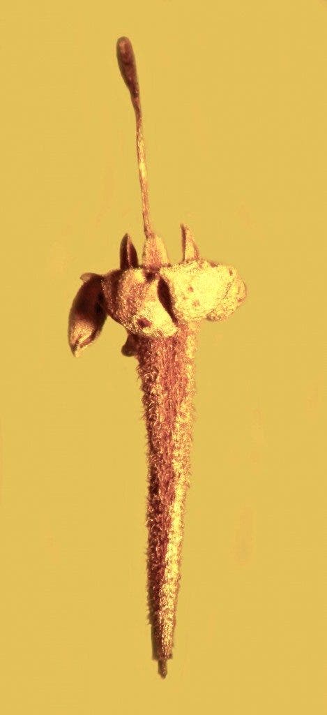 Caption: The flower of Strychnos electri, found in fossilized amber, shows a long fused petal tube, anthers that are visible in the mouth of the flower, and a long style that protrudes far. Credit: George Poinar