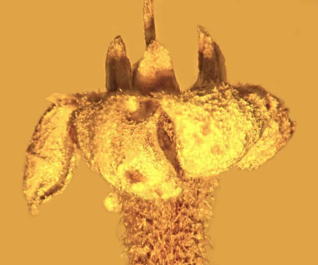 Strychnos electri is a newly found fossil flower in amber, and a closeup of the fossil shows the recurved petal lobes and small, tightly attached anthers with pollen in the mouth of the flower. Credit: George Poinar