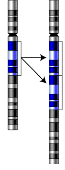 A gene duplication can occur during DNA synthesis and results in a copy of the gene on the chromosome. Over time the copied gene can migrate to new locations in the genome, that may be distant from the original gene.