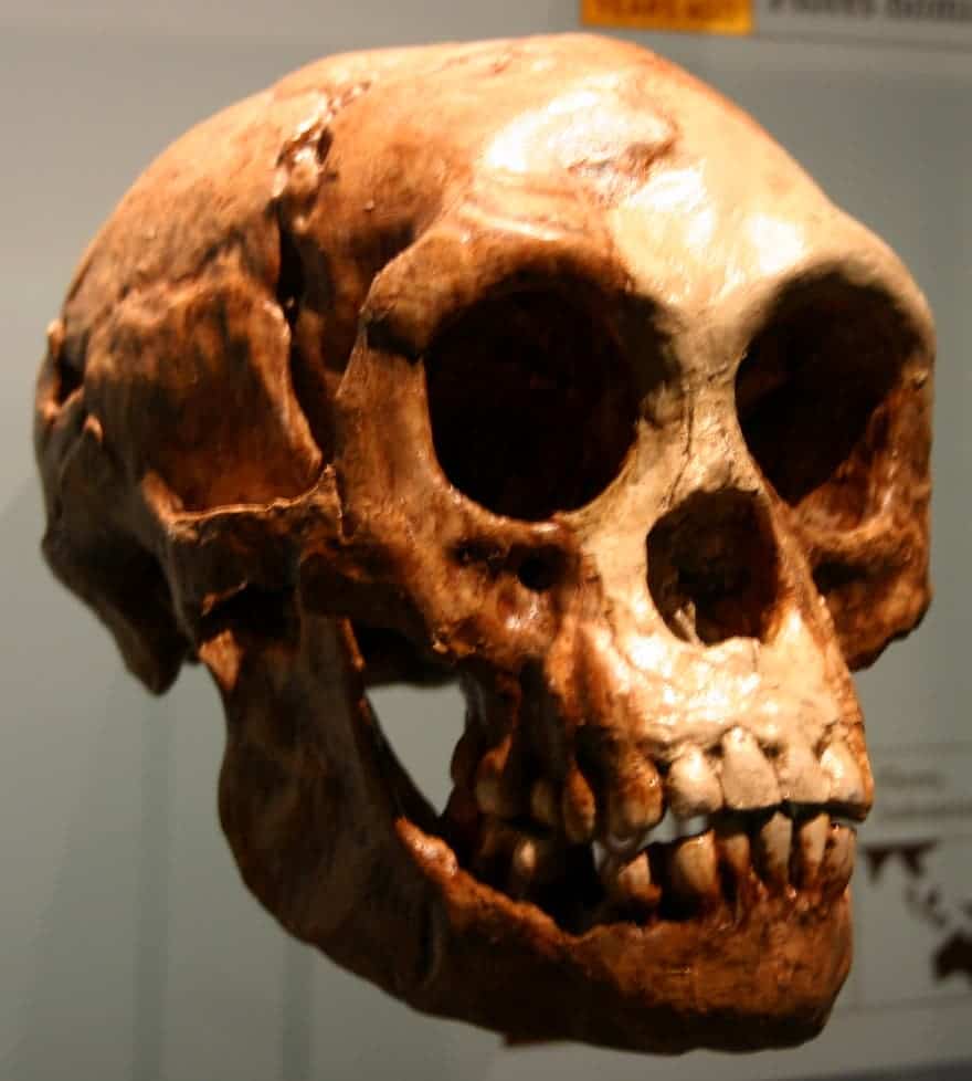 A cast of the Homo floresiensis skull, American Museum of Natural History