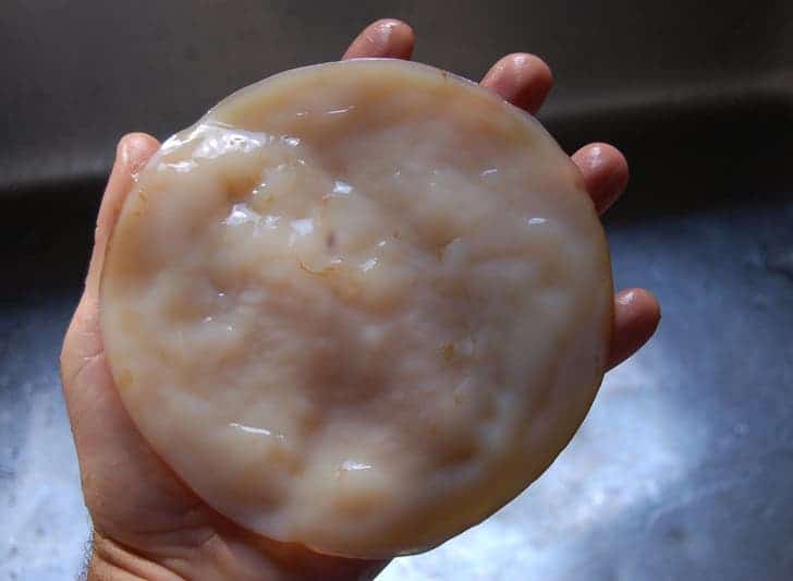 A Kombucha SCOBY mother. It ferments the tea to produce the brew. Image: Inhabitat