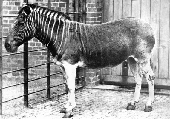 Quagga photographed in 1870 at a Zoo in London.