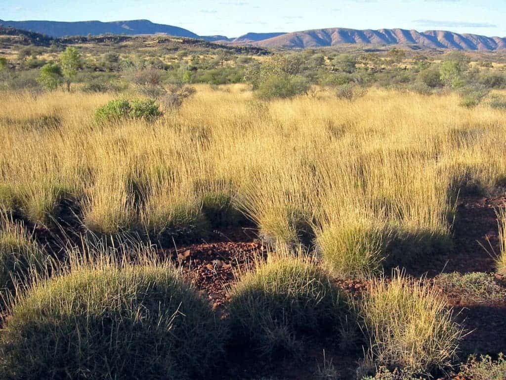 Spinifex. Image via Wiki Commons.