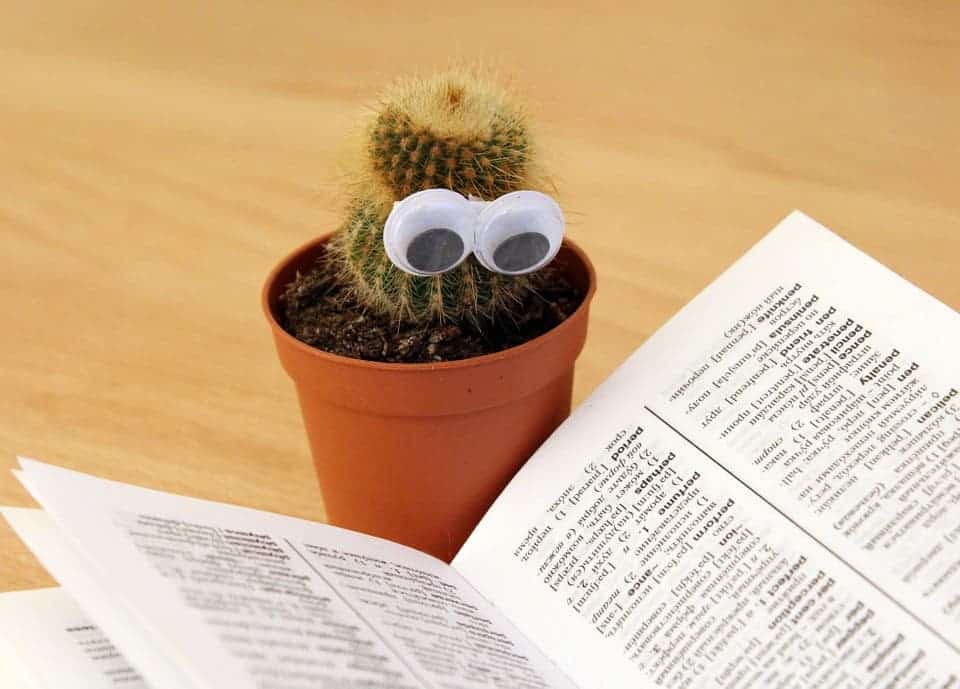 *Indecipherable cactus reading voice.*
Image via pixabay