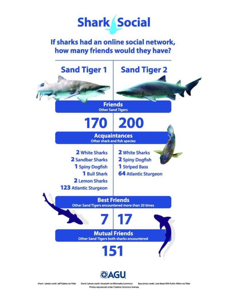 sharks_infographic