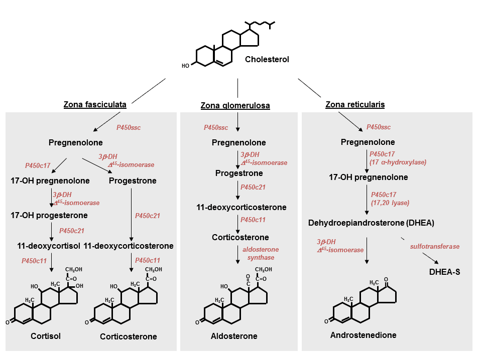 The steroid hormone family and their chemical similarity. 