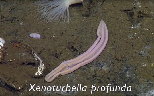 Xenoturbella profunda. Photo: Monterey Bay Aquarium Research Institute