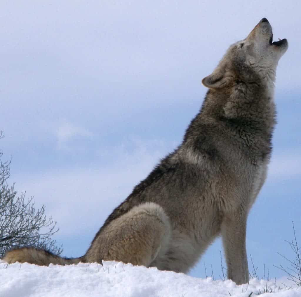 wolf howl 