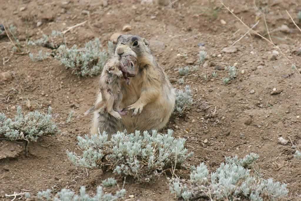 A white-tailed prairie dog caught red-handed murdering a ground squirrel. Credit: JOHN HOOGLAND