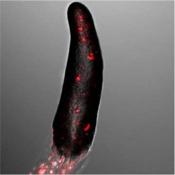 This is a slug made up of social amoebae. In red are the reactive oxygen species produced by the sentinel cells, which are necessary for the generation of DNA nets that defend the slug.
Image credit Thierry Soldati, UNIGE.