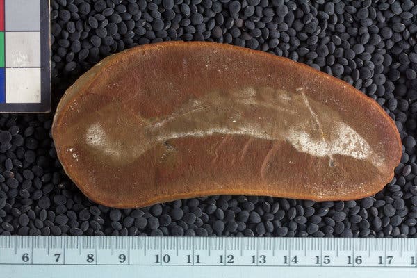 A 300-million-year-old Tully Monster fossil. Credit Nicole Karpus