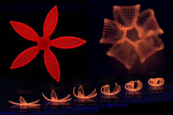 After printing, the 4D orchid is immersed in water to activate its shape transformation.
Credit: Wyss Institute at Harvard University