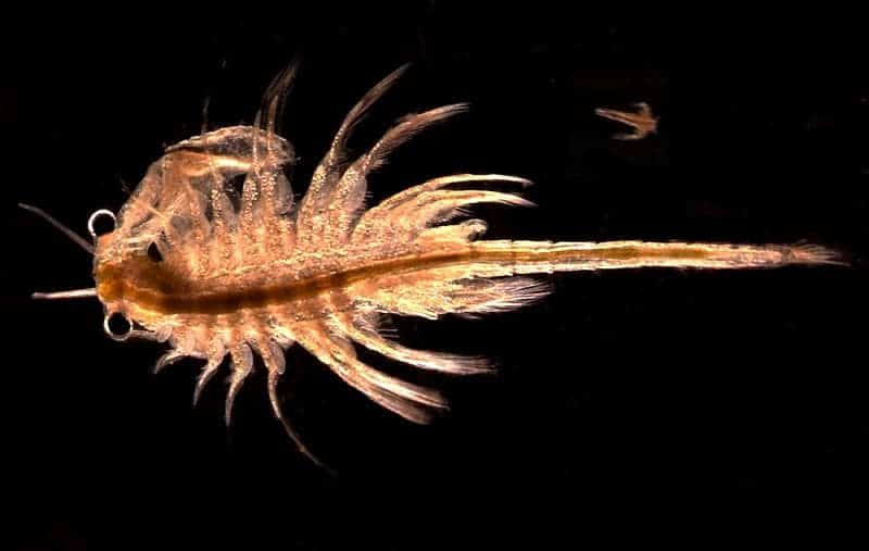 A male brine shrimp. Photo by djpmapleferryman.