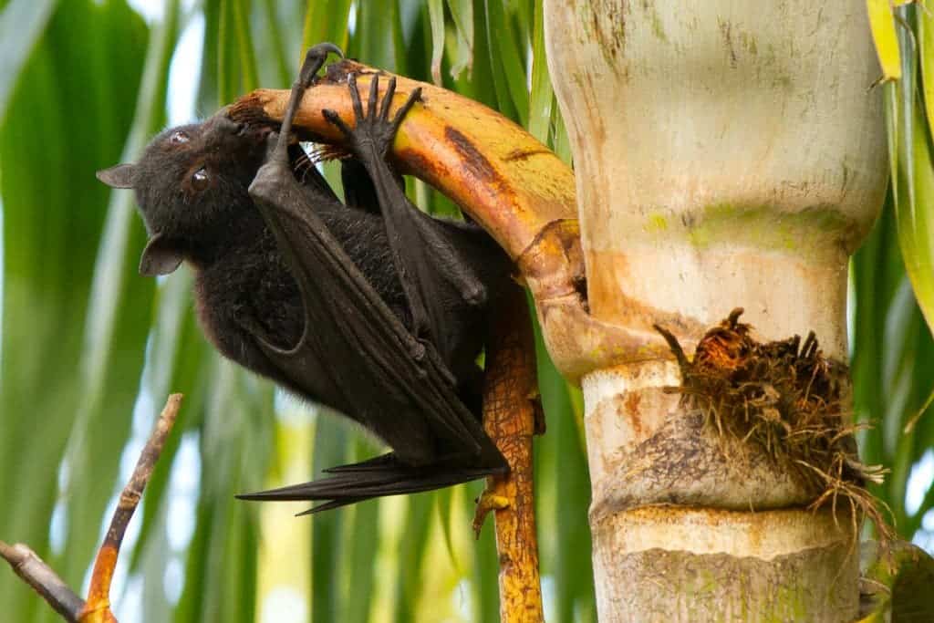 Not cute enough for science? Black flying fox feeding on a palm tree in Brisbane, Australia. Photo by Andrew Mercer.