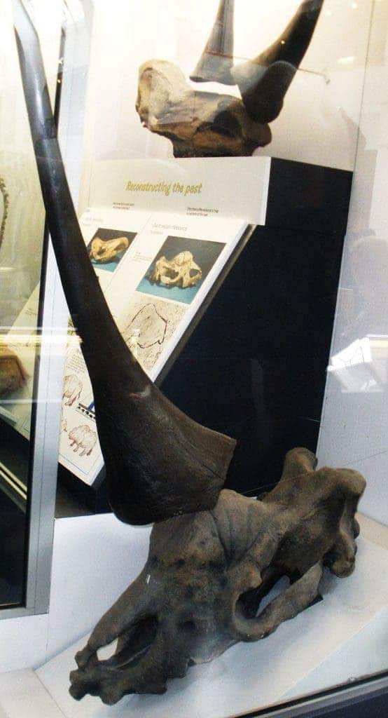Reconstructed Siberian unicorn skull on display at the Natural History Museum in London. Image: Wikimedia Commons