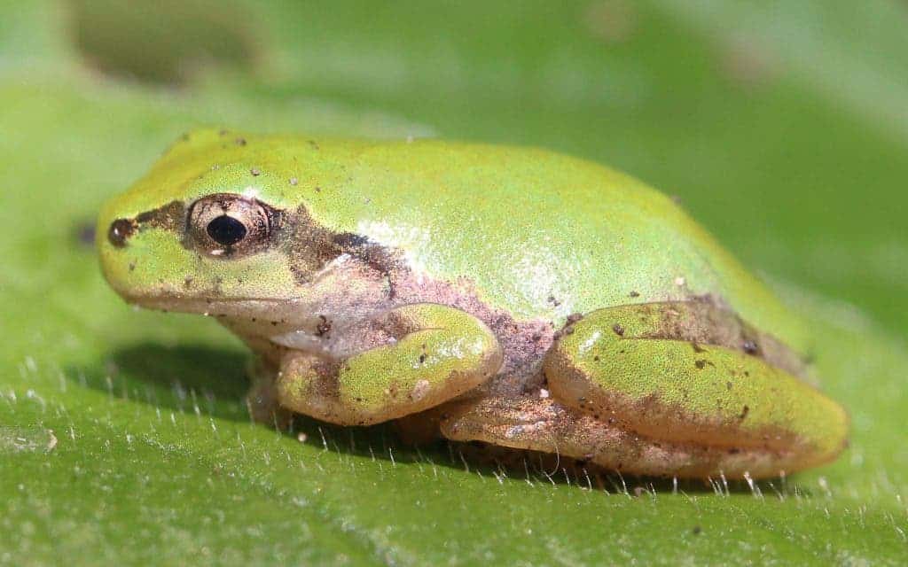 The Japanese frog is one of the few species resistant to Bd. But individuals are still becoming infected.
Image credits to wikimedia user Alpsdake